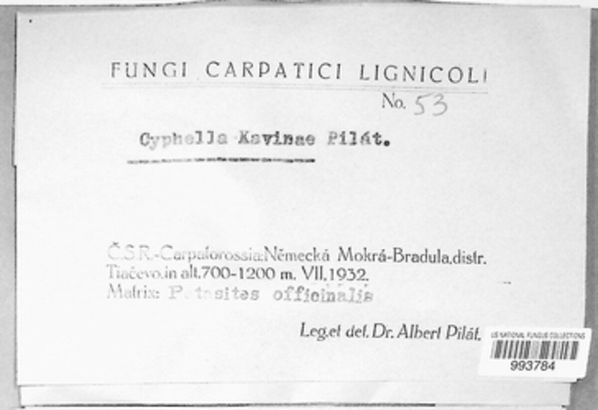 Flagelloscypha kavinae image